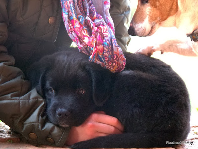 George - Puppy not Prince